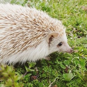 Meet your Posher, Eden